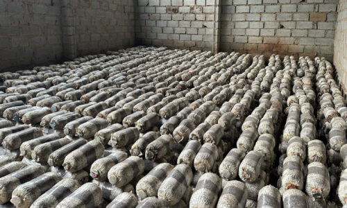 This is why you should Invest in this Mushroom Value Chain